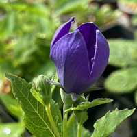 Platycodon grandiflorus Apoyama Group
